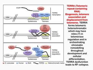 TERRA (Telomeric
  repeat-containing
           RNA)
Biogenesis, telomere
    association and
 displacement from
  telomeres. TERRA
    forms telomeric
   heterochromatin
    which may have
        roles (?) in
       telomerase
   regulation and in
      orchestrating
        chromatin
       remodelling
       throughout
   development and
          cellular
     differentiation.
 TERRA dysfunction
leads to RF collapse.
 