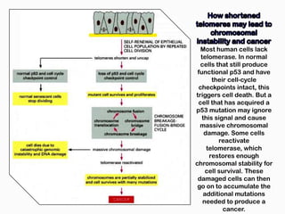Most human cells lack
  telomerase. In normal
  cells that still produce
 functional p53 and have
       their cell-cycle
 checkpoints intact, this
triggers cell death. But a
 cell that has acquired a
p53 mutation may ignore
   this signal and cause
  massive chromosomal
    damage. Some cells
         reactivate
     telomerase, which
      restores enough
chromosomal stability for
    cell survival. These
 damaged cells can then
 go on to accumulate the
   additional mutations
   needed to produce a
           cancer.
 