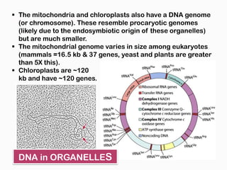  The mitochondria and chloroplasts also have a DNA genome
  (or chromosome). These resemble procaryotic genomes
  (likely due to the endosymbiotic origin of these organelles)
  but are much smaller.
 The mitochondrial genome varies in size among eukaryotes
  (mammals =16.5 kb & 37 genes, yeast and plants are greater
  than 5X this).
 Chloroplasts are ~120
  kb and have ~120 genes.




  DNA in ORGANELLES
 