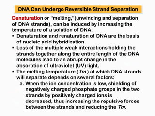DNA Can Undergo Reversible Strand Separation
Denaturation or “melting,”(unwinding and separation
of DNA strands), can be induced by increasing the
temperature of a solution of DNA.
 Denaturation and renaturation of DNA are the basis
  of nucleic acid hybridization.
 Loss of the multiple weak interactions holding the
  strands together along the entire length of the DNA
  molecules lead to an abrupt change in the
  absorption of ultraviolet (UV) light.
 The melting temperature (Tm ) at which DNA strands
  will separate depends on several factors:
   a. When the ion concentration is low, shielding of
       negatively charged phosphate groups in the two
       strands by positively charged ions is
       decreased, thus increasing the repulsive forces
       between the strands and reducing the Tm.
 
