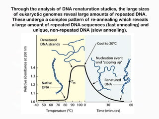 Through the analysis of DNA renaturation studies, the large sizes
 of eukaryotic genomes reveal large amounts of repeated DNA.
These undergo a complex pattern of re-annealing which reveals
a large amount of repeated DNA sequences (fast annealing) and
          unique, non-repeated DNA (slow annealing).
 