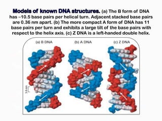 (a) The B form of DNA
has ≈10.5 base pairs per helical turn. Adjacent stacked base pairs
  are 0.36 nm apart. (b) The more compact A form of DNA has 11
 base pairs per turn and exhibits a large tilt of the base pairs with
 respect to the helix axis. (c) Z DNA is a left-handed double helix.
 
