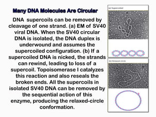 DNA supercoils can be removed by
cleavage of one strand. (a) EM of SV40
  viral DNA. When the SV40 circular
   DNA is isolated, the DNA duplex is
     underwound and assumes the
   supercoiled configuration. (b) If a
supercoiled DNA is nicked, the strands
    can rewind, leading to loss of a
 supercoil. Topoisomerase I catalyzes
   this reaction and also reseals the
   broken ends. All the supercoils in
isolated SV40 DNA can be removed by
      the sequential action of this
 enzyme, producing the relaxed-circle
             conformation.
 