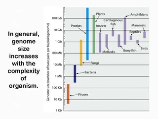 In general,
  genome
    size
 increases
  with the
complexity
     of
 organism.
 