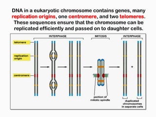 Dna and chromosomes