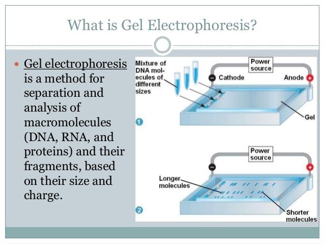 dna gel electrophoresis