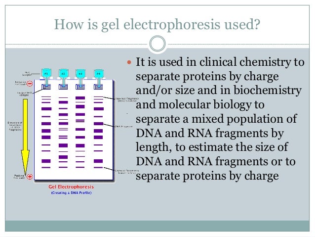 dna gel electrophoresis