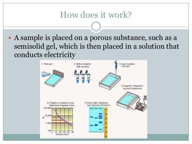 dna electrophoresis