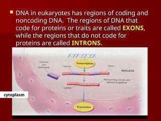  DNA in eukaryotes has regions of coding and
DNA in eukaryotes has regions of coding and
noncoding DNA. The regions of DNA that
noncoding DNA. The regions of DNA that
code for proteins or traits are called
code for proteins or traits are called EXONS
EXONS,
,
while the regions that do not code for
while the regions that do not code for
proteins are called
proteins are called INTRONS.
INTRONS.
cytoplasm
cytoplasm
 
