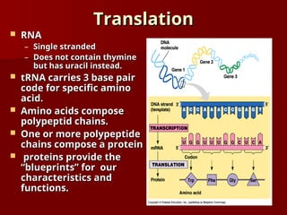 Translation
Translation
 RNA
RNA
– Single stranded
Single stranded
– Does not contain thymine
Does not contain thymine
but has uracil instead.
but has uracil instead.
 tRNA carries 3 base pair
tRNA carries 3 base pair
code for specific amino
code for specific amino
acid.
acid.
 Amino acids compose
Amino acids compose
polypeptid chains.
polypeptid chains.
 One or more polypeptide
One or more polypeptide
chains compose a protein
chains compose a protein
 proteins provide the
proteins provide the
“blueprints” for our
“blueprints” for our
characteristics and
characteristics and
functions.
functions.
 