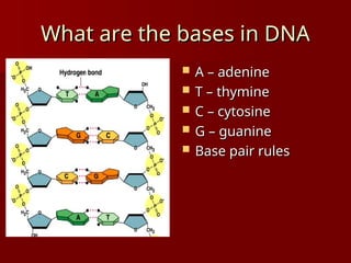 What are the bases in DNA
What are the bases in DNA
 A – adenine
A – adenine
 T – thymine
T – thymine
 C – cytosine
C – cytosine
 G – guanine
G – guanine
 Base pair rules
Base pair rules
 