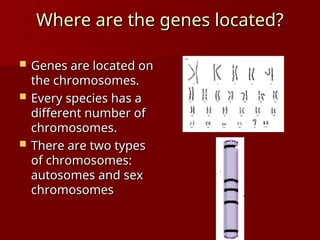 Where are the genes located?
Where are the genes located?
 Genes are located on
Genes are located on
the chromosomes.
the chromosomes.
 Every species has a
Every species has a
different number of
different number of
chromosomes.
chromosomes.
 There are two types
There are two types
of chromosomes:
of chromosomes:
autosomes and sex
autosomes and sex
chromosomes
chromosomes
 