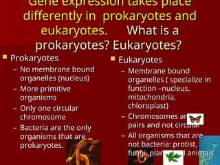 Gene expression takes place
Gene expression takes place
differently in prokaryotes and
differently in prokaryotes and
eukaryotes.
eukaryotes. What is a
What is a
prokaryotes? Eukaryotes?
prokaryotes? Eukaryotes?
 Prokaryotes
Prokaryotes
– No membrane bound
No membrane bound
organelles (nucleus)
organelles (nucleus)
– More primitive
More primitive
organisms
organisms
– Only one circular
Only one circular
chromosome
chromosome
– Bacteria are the only
Bacteria are the only
organisms that are
organisms that are
prokaryotes.
prokaryotes.
 Eukaryotes
Eukaryotes
– Membrane bound
Membrane bound
organelles ( specialize in
organelles ( specialize in
function –nucleus,
function –nucleus,
mitochondria,
mitochondria,
chloroplast)
chloroplast)
– Chromosomes are in
Chromosomes are in
pairs and not circular
pairs and not circular
– All organisms that are
All organisms that are
not bacteria: protist,
not bacteria: protist,
fungi, plants and animals
fungi, plants and animals
 