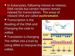  In Eukaryotes, following mitosis or meiosis,
In Eukaryotes, following mitosis or meiosis,
DNA recoils but certain regions remain
DNA recoils but certain regions remain
relaxed for transcription. The areas of
relaxed for transcription. The areas of
relaxed DNA are called
relaxed DNA are called euchromatin
euchromatin.
.
 Transcription is the
Transcription is the
Reading of the DNA and
Reading of the DNA and
Changing the code to
Changing the code to
mRNA.
mRNA.
 Translation is changing
Translation is changing
The mRNA into a trait by
The mRNA into a trait by
Using tRNA to interpret the
Using tRNA to interpret the
mRNA.
mRNA.
 