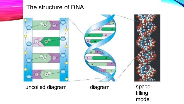 Dna and inheritance
