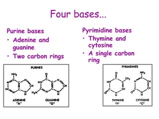 Four bases...
Purine bases
• Adenine and
guanine
• Two carbon rings
Pyrimidine bases
• Thymine and
cytosine
• A single carbon
ring
 
