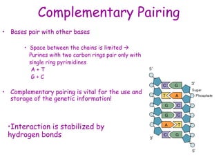 Complementary Pairing
• Bases pair with other bases
• Space between the chains is limited 
Purines with two carbon rings pair only with
single ring pyrimidines
A + T
G + C
• Complementary pairing is vital for the use and
storage of the genetic information!
•Interaction is stabilized by
hydrogen bonds
 