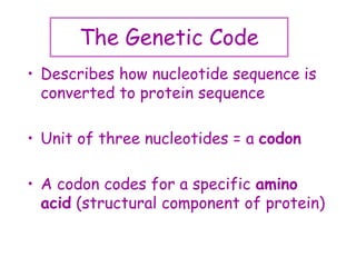 The Genetic Code
• Describes how nucleotide sequence is
converted to protein sequence
• Unit of three nucleotides = a codon
• A codon codes for a specific amino
acid (structural component of protein)
 
