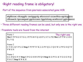 Frame 1
Met F P P S G S T G L I P P S H F Q A R P L S T L P R Met A P T W L S D I
P L V Q
Frame 2
C F H L Q V P L G Stop F P P P T F K L G P F Q L C Q E W L P P G S Q T F
P W S N
Frame 1
G L D Q G N V Stop E P G G S H S W Q S Stop K G P S L K V G G G N Q
P S G T Stop R W K H
•Right reading frame is obligatory!
•Part of the sequence from psoriasis associated gene HCR
• Three different reading frames can be used, but only one is the right one
•Translate tools are found from the internet
atgtttccac cttcaggttc cactgggctg attcccccct cccactttca agctcggccc
ctttcaactc tgccaagaat ggctcccacc tggctctcag acattcccct ggtccaaccc
The right one
 