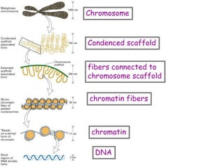 DNA
chromatin
chromatin fibers
fibers connected to
chromosome scaffold
Condenced scaffold
Chromosome
 