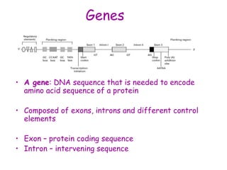 Genes
• A gene: DNA sequence that is needed to encode
amino acid sequence of a protein
• Composed of exons, introns and different control
elements
• Exon – protein coding sequence
• Intron – intervening sequence
 