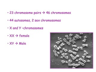• 23 chromosome pairs  46 chromosomes
• 44 autosomes, 2 sex chromosomes
• X and Y –chromosomes
• XX  female
• XY  Male
 