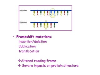 • Frameshift mutations:
insertion/deletion
dublication
translocation
Altered reading frame
 Severe impacts on protein structure
 