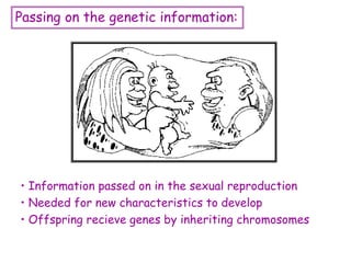 Passing on the genetic information:
• Information passed on in the sexual reproduction
• Needed for new characteristics to develop
• Offspring recieve genes by inheriting chromosomes
 