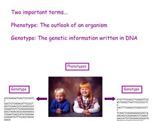 Two important terms...
Phenotype: The outlook of an organism
Genotype: The genetic information written in DNA
ATGTTTCCACCTTCAGGTTCC
ACTGGGCTGATTCCCCCCTC
C
CACTTTCAAGCTCGGCCCCT
T
TCAACTCAGAGAGGCGGCTA
GACACCCAGAGACCTCAAGT
GACCATGTGGGAACGGGATG
GCCAAGAATGGCTCCCACC
T
GGCTCTCAGACATTCCCCT
GGTCCAACCCCCAGGCCAT
CAAGATGTCTCAGAGAGGC
GGCTAGACACCCAGAGACC
TCAAGTGACCATGTGGGAA
CGGGATGTTTCCAGTGACA
GGCA
Genotype
Phenotypes
Genotype
 