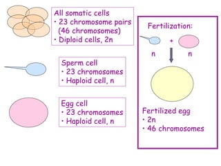 All somatic cells
• 23 chromosome pairs
(46 chromosomes)
• Diploid cells, 2n
Sperm cell
• 23 chromosomes
• Haploid cell, n
Egg cell
• 23 chromosomes
• Haploid cell, n
Fertilization:
n n
+
Fertilized egg
• 2n
• 46 chromosomes
 
