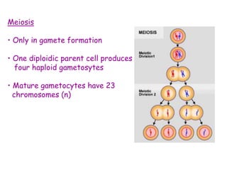 Meiosis
• Only in gamete formation
• One diploidic parent cell produces
four haploid gametosytes
• Mature gametocytes have 23
chromosomes (n)
 