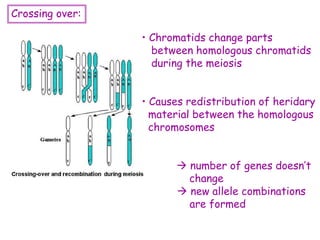 • Chromatids change parts
between homologous chromatids
during the meiosis
• Causes redistribution of heridary
material between the homologous
chromosomes
 number of genes doesn’t
change
 new allele combinations
are formed
Crossing over:
 