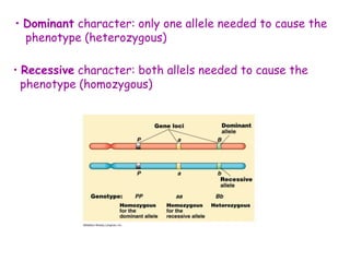 • Dominant character: only one allele needed to cause the
phenotype (heterozygous)
• Recessive character: both allels needed to cause the
phenotype (homozygous)
 