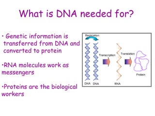 What is DNA needed for?
• Genetic information is
transferred from DNA and
converted to protein
•RNA molecules work as
messengers
•Proteins are the biological
workers
 