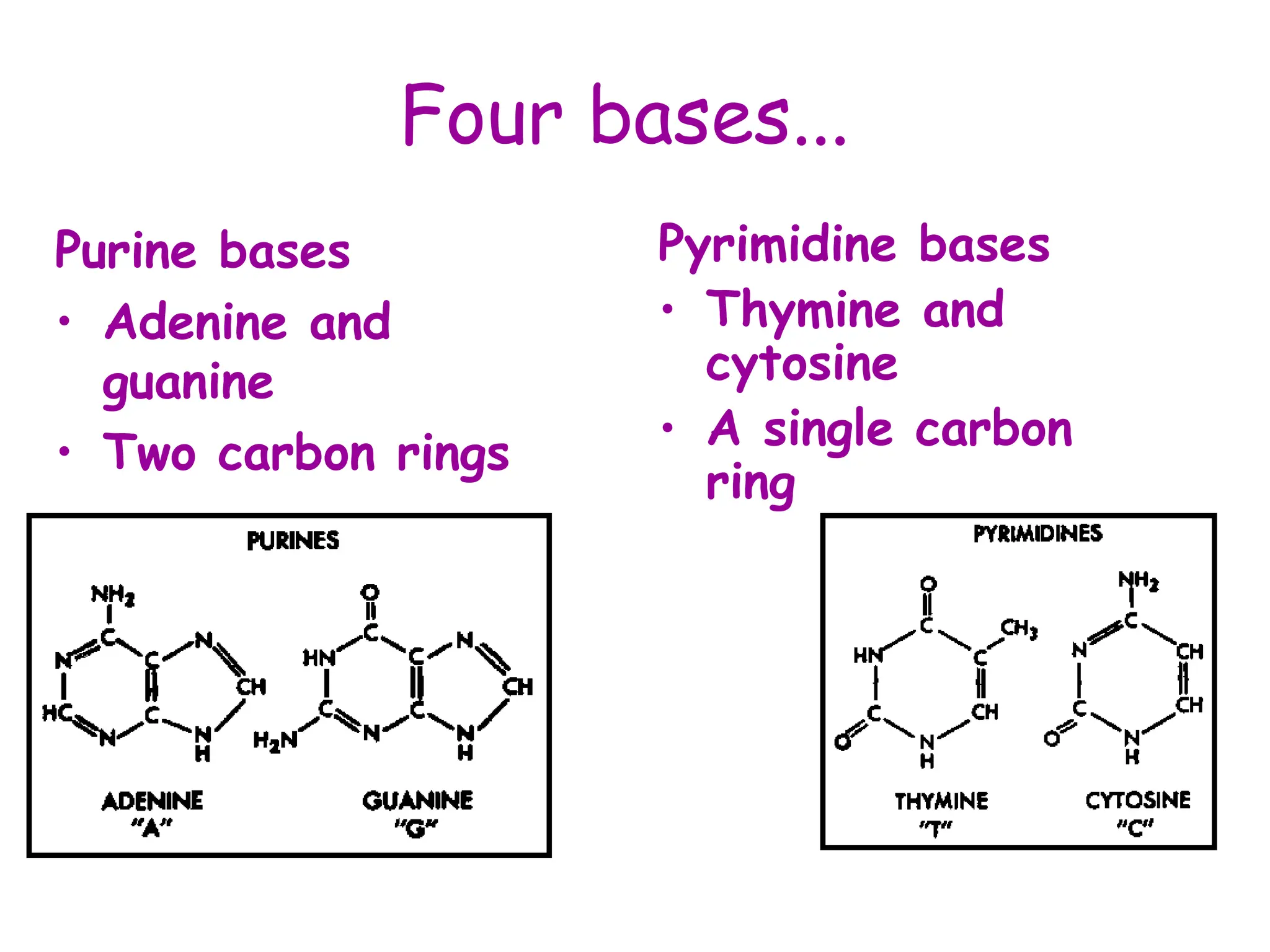 Four bases...
Purine bases
• Adenine and
guanine
• Two carbon rings
Pyrimidine bases
• Thymine and
cytosine
• A single carbon
ring
 