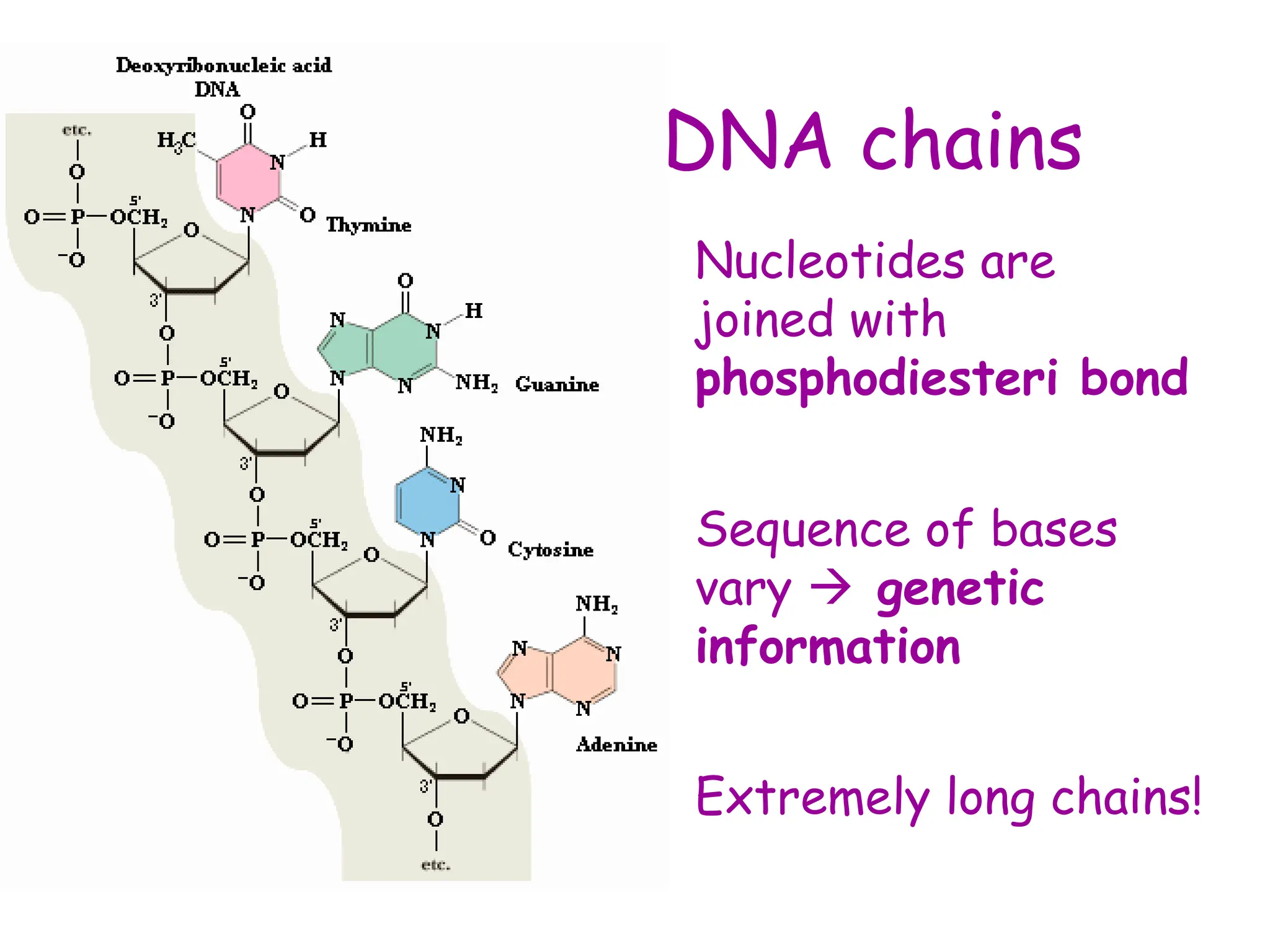 DNA chains
• Nucleotides are
joined with
phosphodiesteri bond
• Sequence of bases
vary  genetic
information
• Extremely long chains!
 