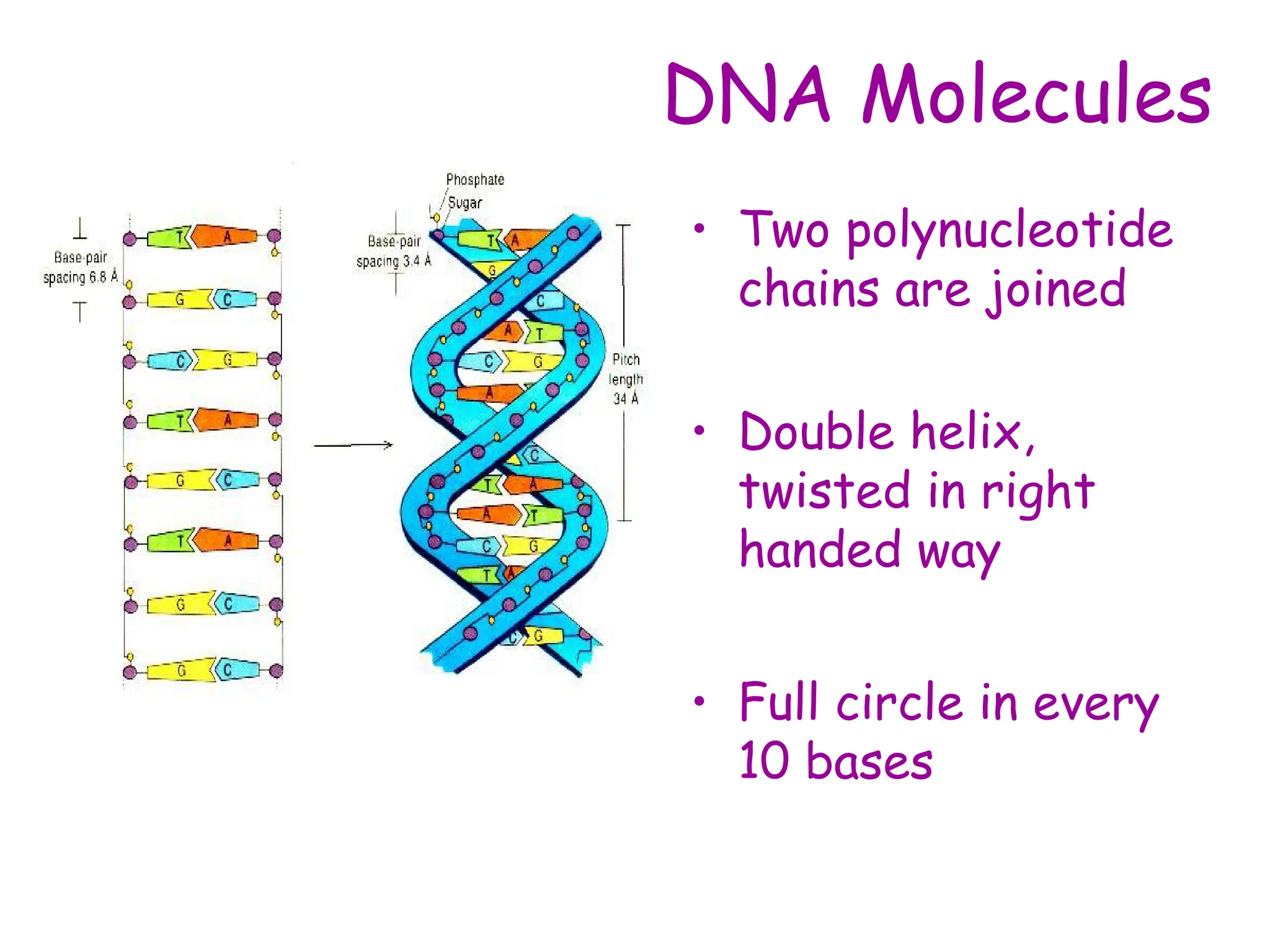 DNA Molecules
• Two polynucleotide
chains are joined
• Double helix,
twisted in right
handed way
• Full circle in every
10 bases
 