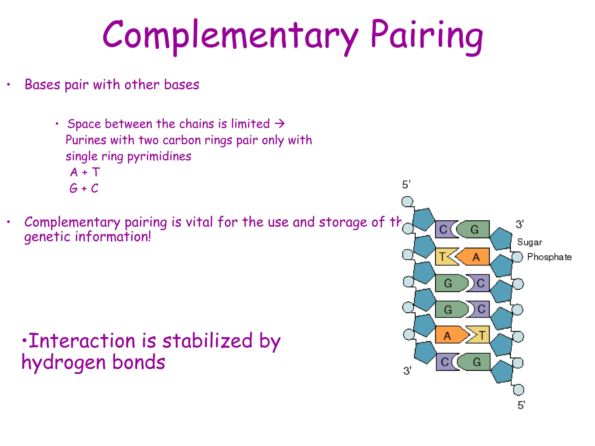 Complementary Pairing
• Bases pair with other bases
• Space between the chains is limited 
Purines with two carbon rings pair only with
single ring pyrimidines
A + T
G + C
• Complementary pairing is vital for the use and storage of the
genetic information!
•Interaction is stabilized by
hydrogen bonds
 