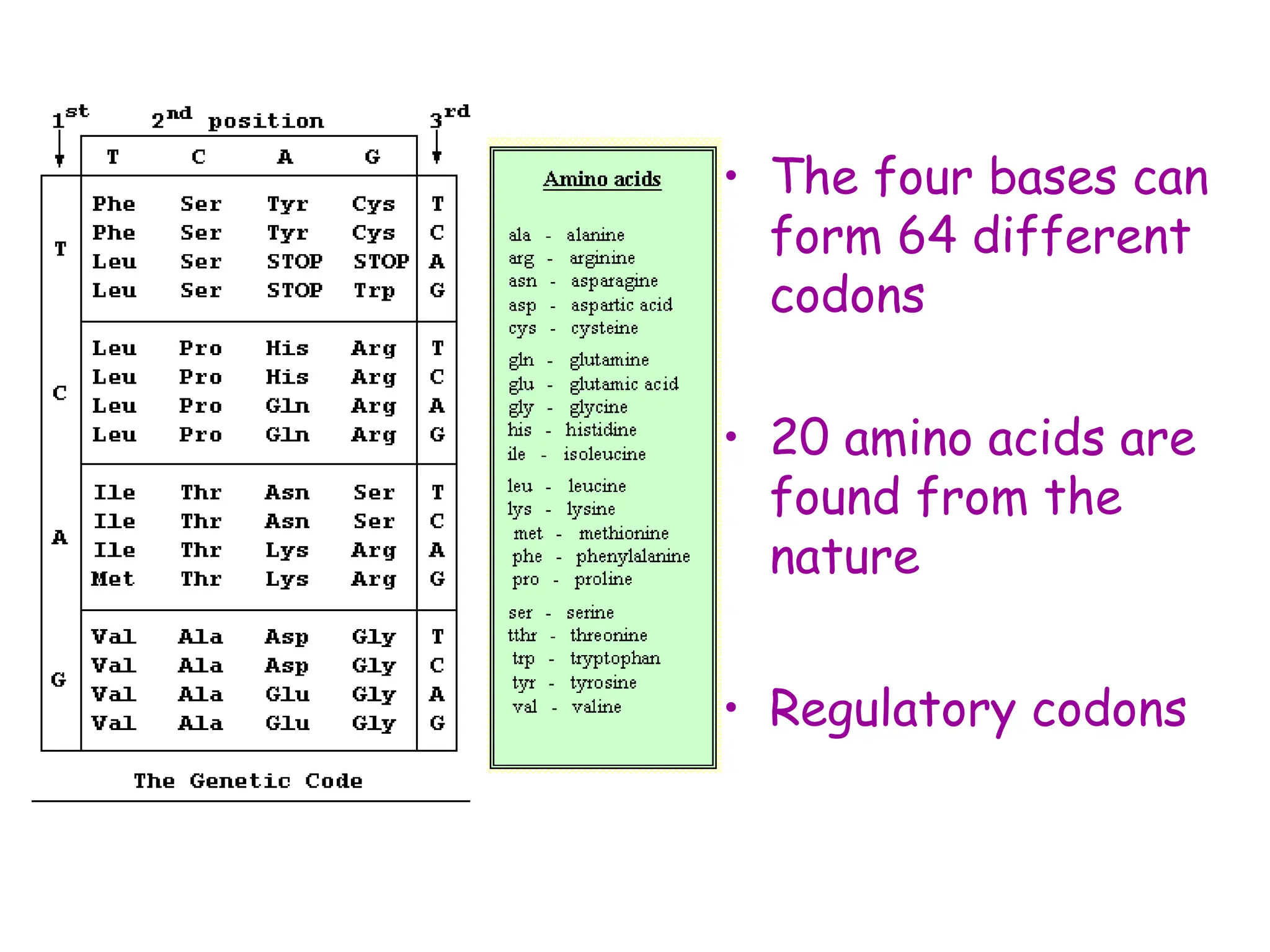 • The four bases can
form 64 different
codons
• 20 amino acids are
found from the
nature
• Regulatory codons
 