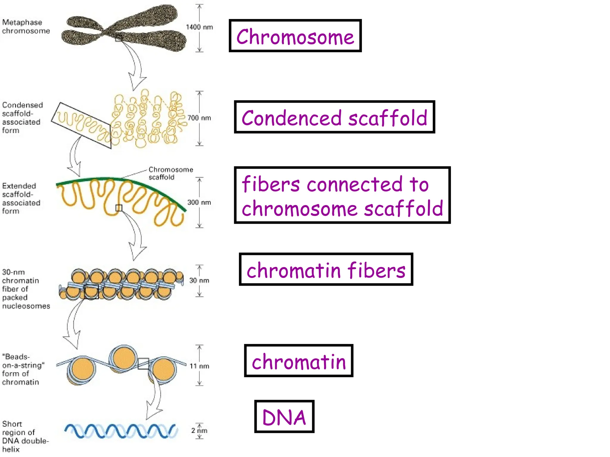 DNA
chromatin
chromatin fibers
fibers connected to
chromosome scaffold
Condenced scaffold
Chromosome
 