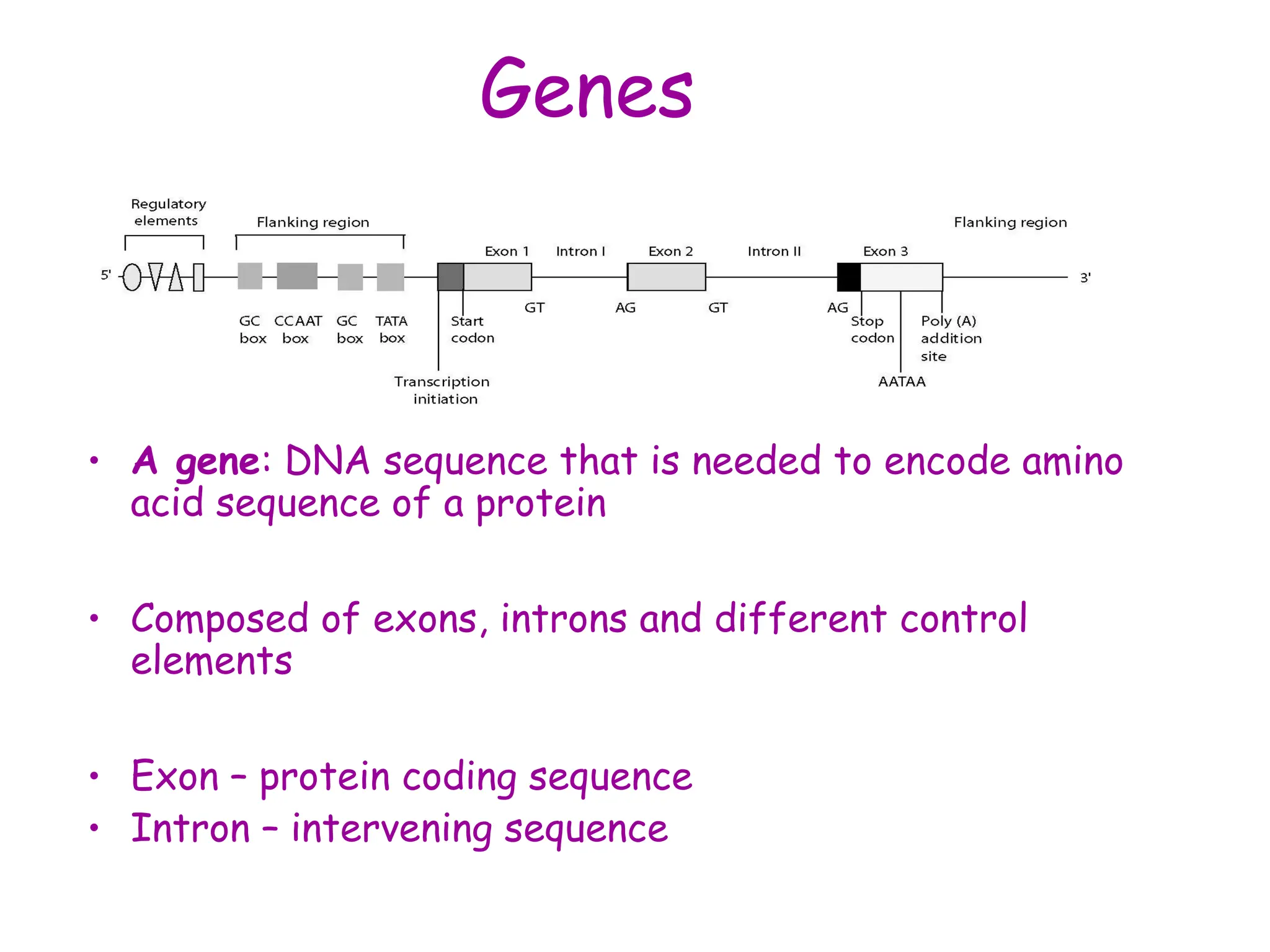 Genes
• A gene: DNA sequence that is needed to encode amino
acid sequence of a protein
• Composed of exons, introns and different control
elements
• Exon – protein coding sequence
• Intron – intervening sequence
 