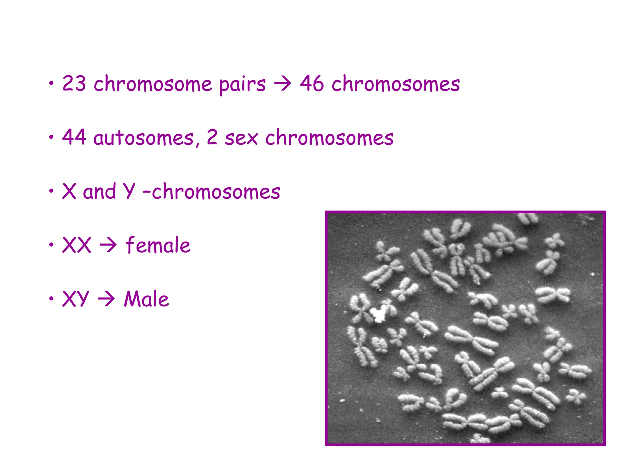 • 23 chromosome pairs  46 chromosomes
• 44 autosomes, 2 sex chromosomes
• X and Y –chromosomes
• XX  female
• XY  Male
 