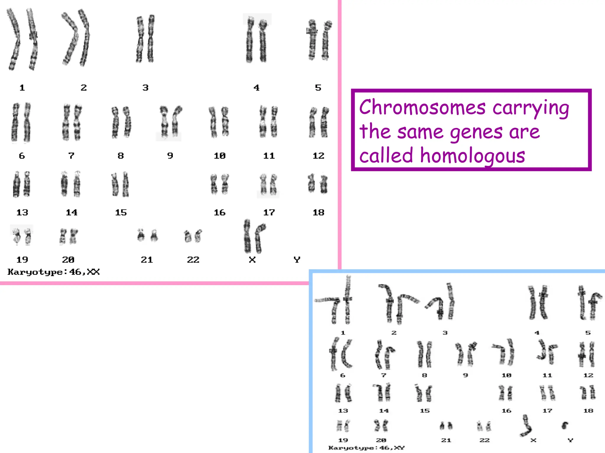 Chromosomes carrying
the same genes are
called homologous
 
