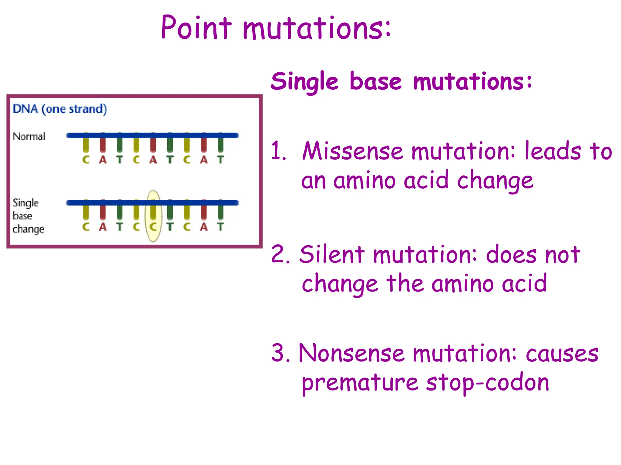 Point mutations:
Single base mutations:
1. Missense mutation: leads to
an amino acid change
2. Silent mutation: does not
change the amino acid
3. Nonsense mutation: causes
premature stop-codon
 