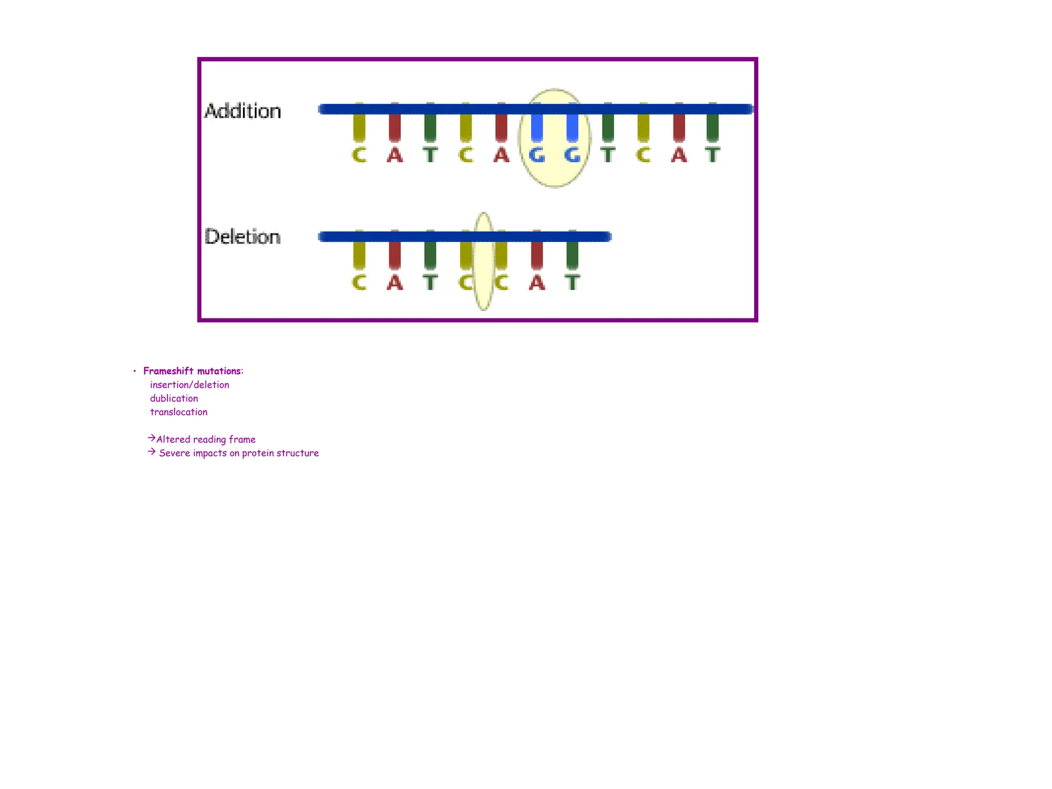 • Frameshift mutations:
insertion/deletion
dublication
translocation
Altered reading frame
 Severe impacts on protein structure
 
