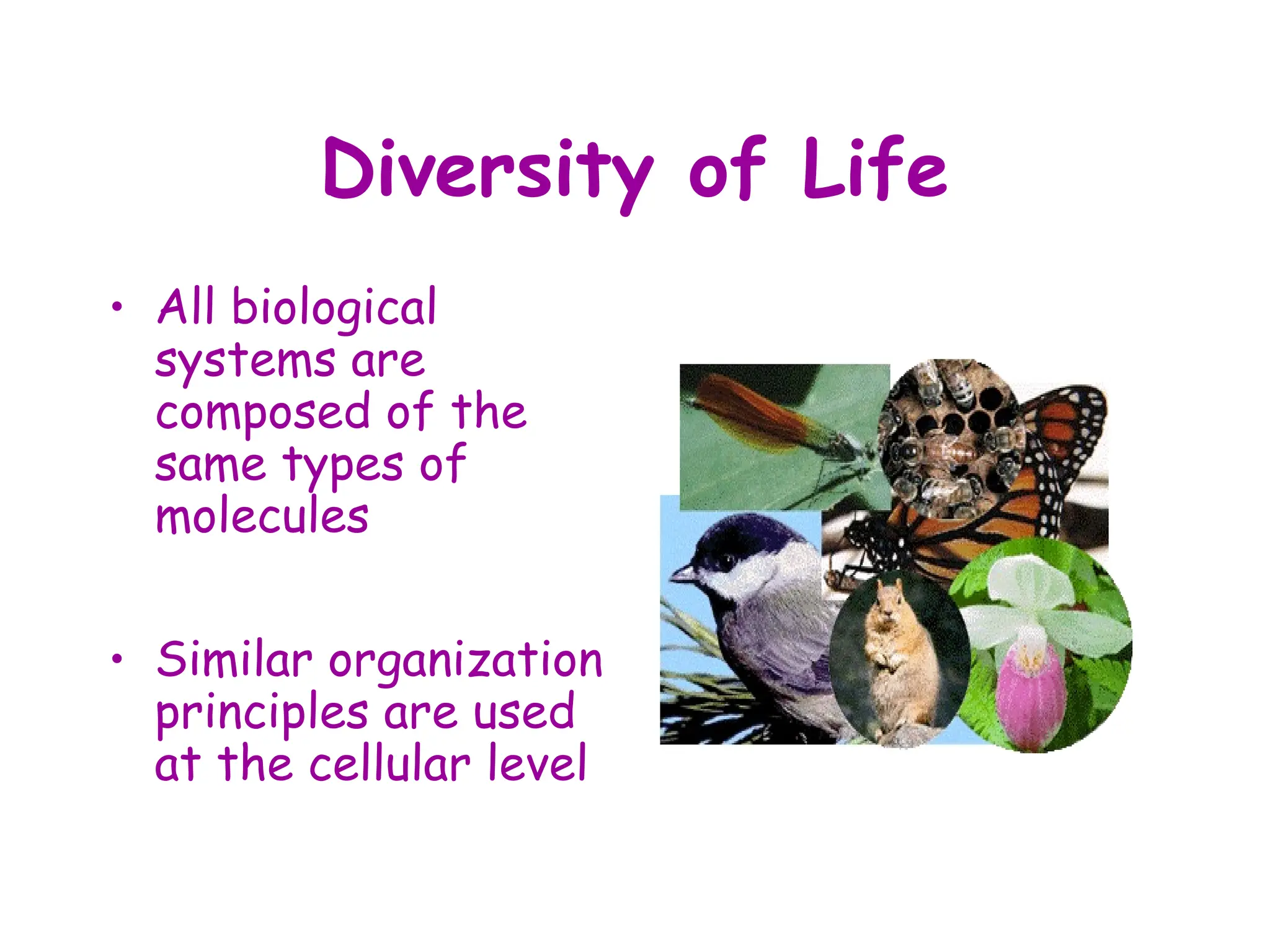 Diversity of Life
• All biological
systems are
composed of the
same types of
molecules
• Similar organization
principles are used
at the cellular level
 