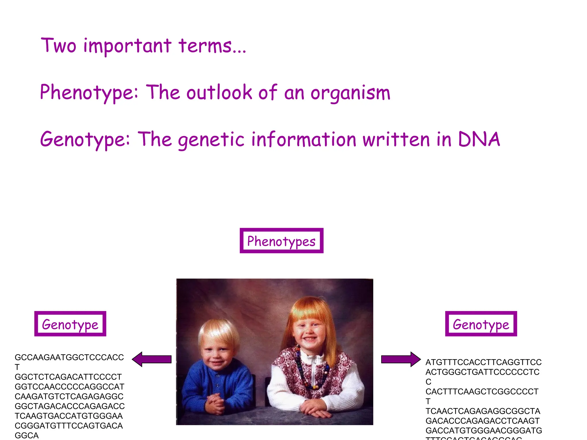 Two important terms...
Phenotype: The outlook of an organism
Genotype: The genetic information written in DNA
ATGTTTCCACCTTCAGGTTCC
ACTGGGCTGATTCCCCCCTC
C
CACTTTCAAGCTCGGCCCCT
T
TCAACTCAGAGAGGCGGCTA
GACACCCAGAGACCTCAAGT
GACCATGTGGGAACGGGATG
GCCAAGAATGGCTCCCACC
T
GGCTCTCAGACATTCCCCT
GGTCCAACCCCCAGGCCAT
CAAGATGTCTCAGAGAGGC
GGCTAGACACCCAGAGACC
TCAAGTGACCATGTGGGAA
CGGGATGTTTCCAGTGACA
GGCA
Genotype
Phenotypes
Genotype
 