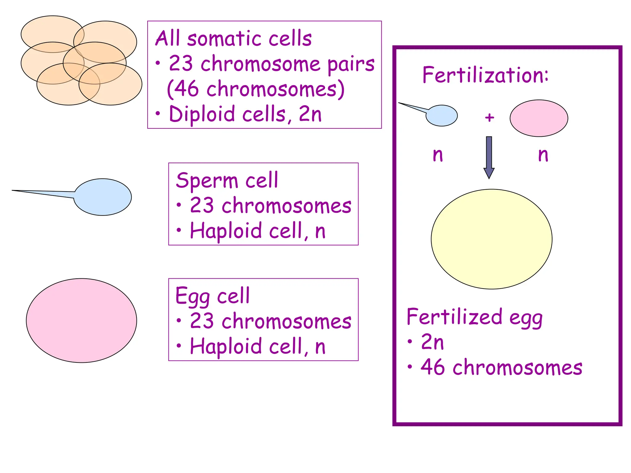 All somatic cells
• 23 chromosome pairs
(46 chromosomes)
• Diploid cells, 2n
Sperm cell
• 23 chromosomes
• Haploid cell, n
Egg cell
• 23 chromosomes
• Haploid cell, n
Fertilization:
n n
+
Fertilized egg
• 2n
• 46 chromosomes
 