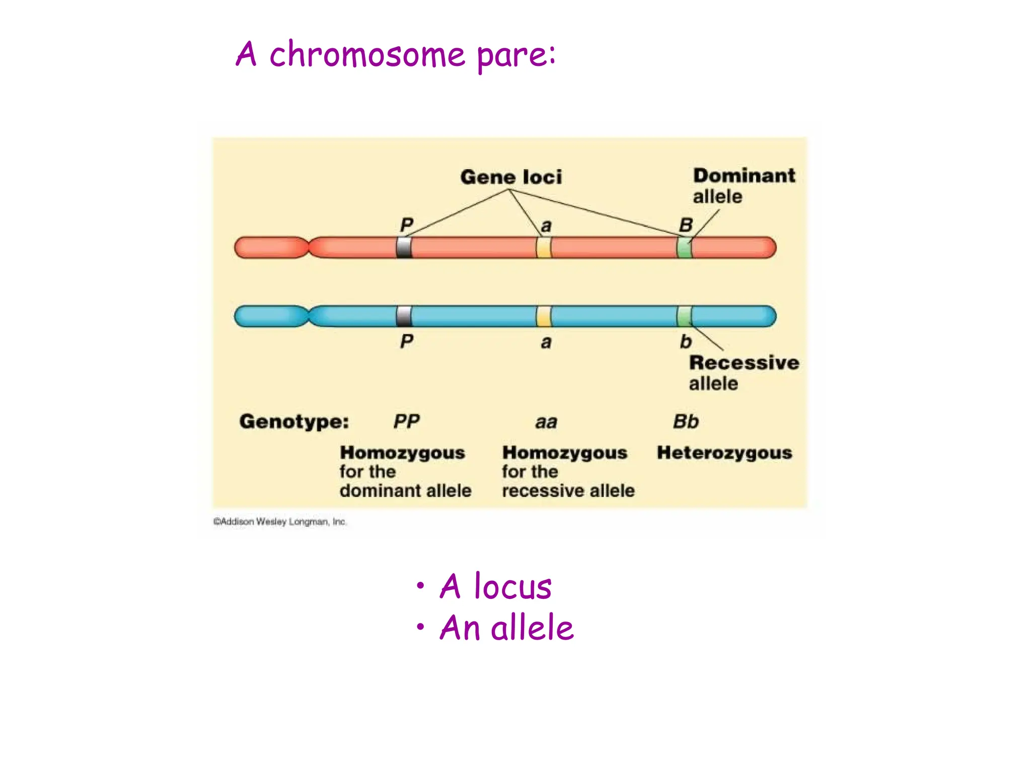 A chromosome pare:
• A locus
• An allele
 