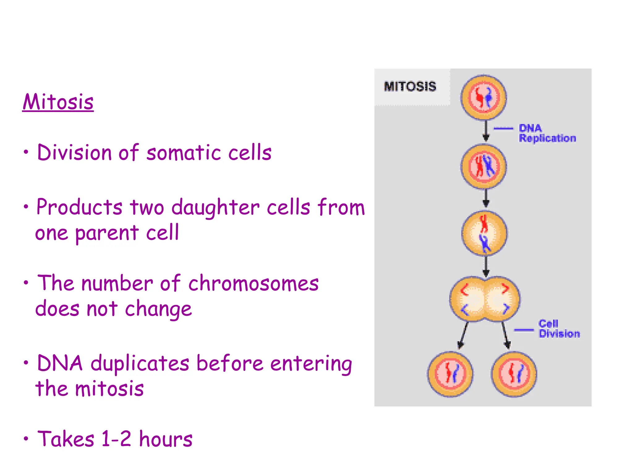 Mitosis
• Division of somatic cells
• Products two daughter cells from
one parent cell
• The number of chromosomes
does not change
• DNA duplicates before entering
the mitosis
• Takes 1-2 hours
 